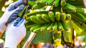 Va a comprar unos plátanos de Canarias en Carrefour y al ver el precio casi se cae al suelo